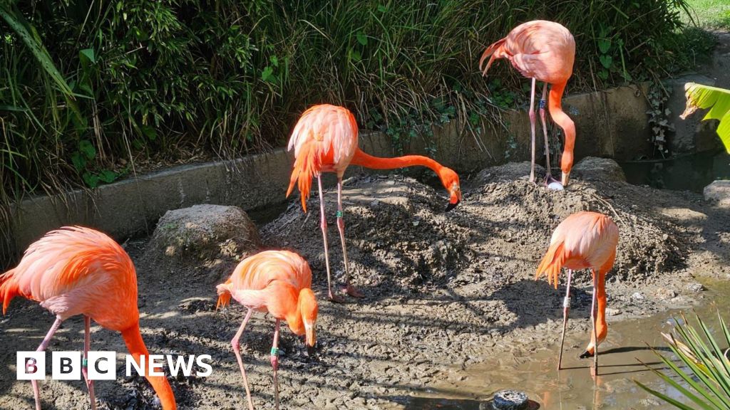 Flamingo 'on the run' from wildlife sanctuary
