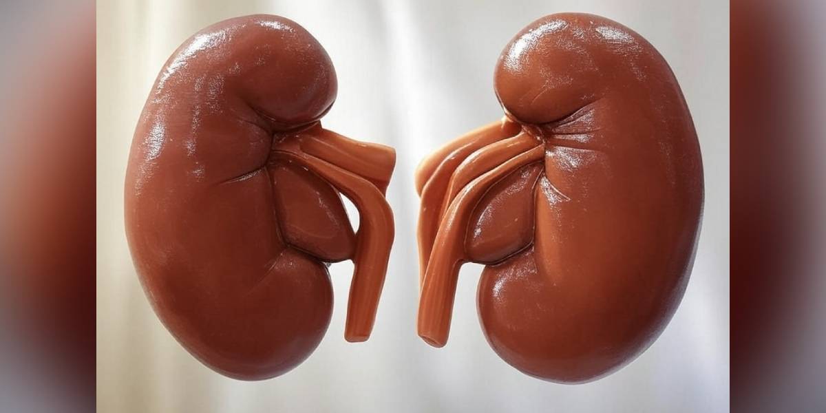 Kidney disease mystery in Telangana: Unprescribed alternative herbal medicines among culprits - The South First