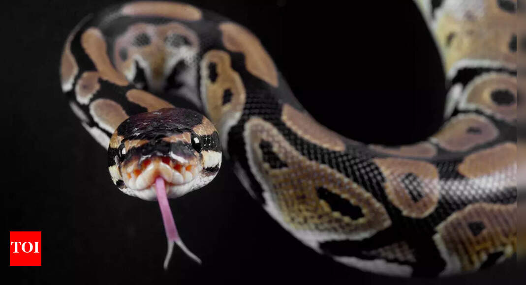 Where do snakes go in winter? Discover how they survive the cold months in hidden shelters and brumation |