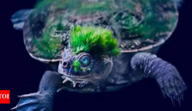Meet the Mary River turtle: Australia’s extraordinary reptile that survives underwater by breathing through its bum |