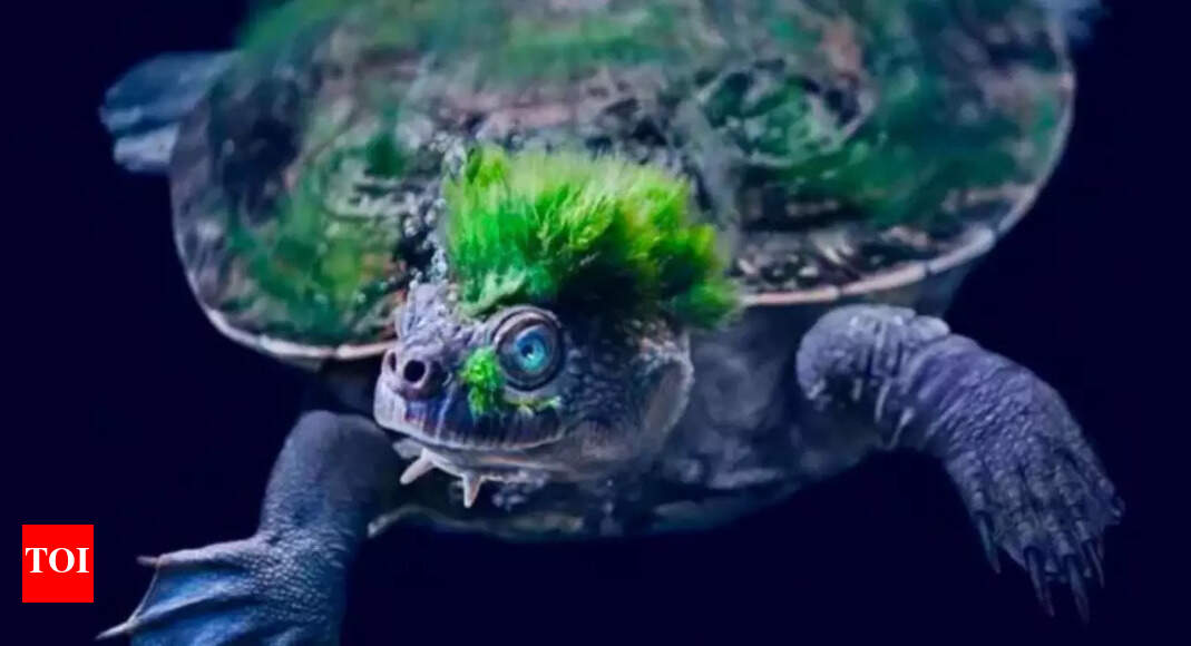 Meet the Mary River turtle: Australia’s extraordinary reptile that survives underwater by breathing through its bum |