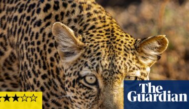 Kingdom review – David Attenborough never fails to make nature awe-inspiring | Nature documentaries