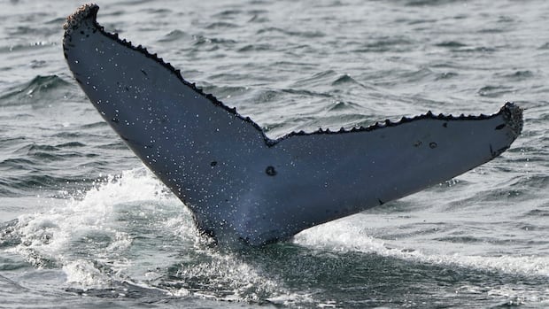 DFO investigating 3rd whale death off B.C.'s coast within weeks