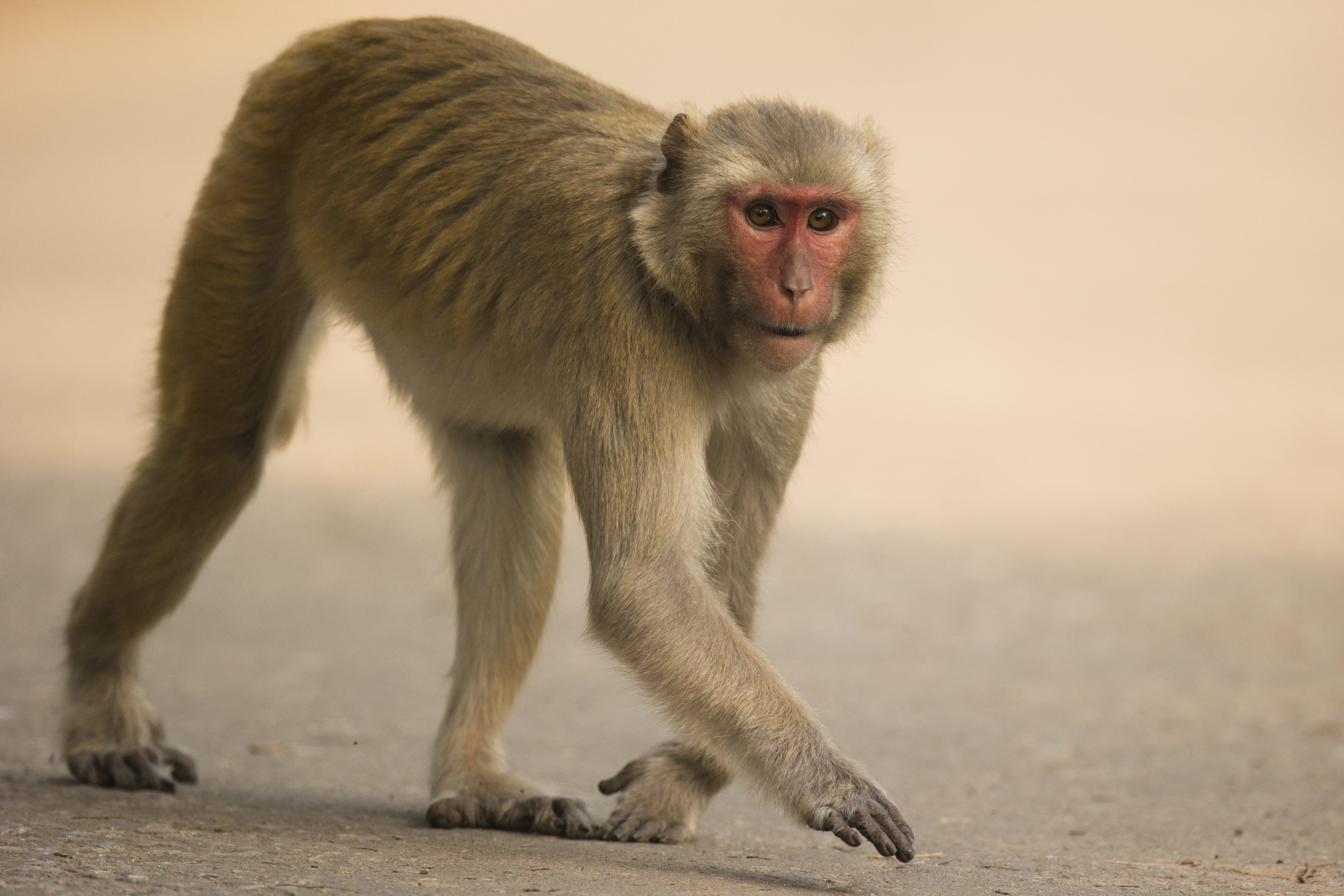 A stock image of a rhesus macaque in India, one of many countries in Asia where this species naturally roams.