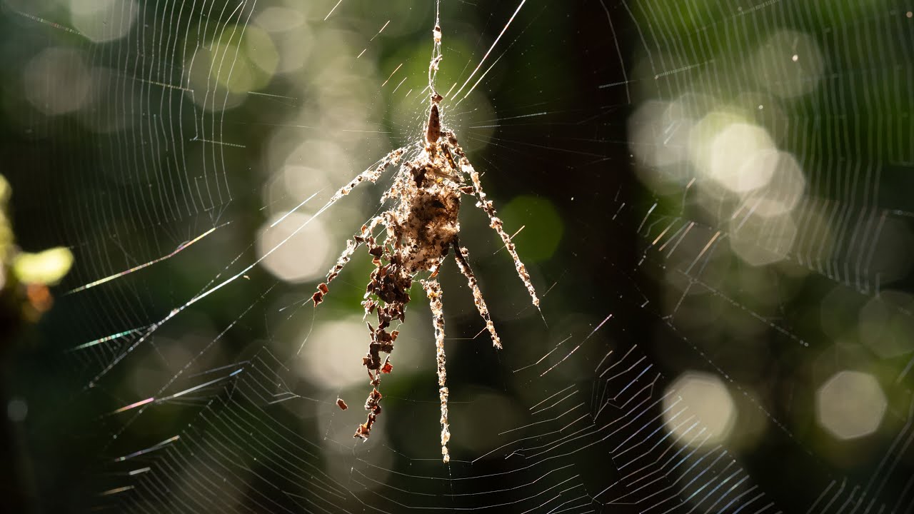 Spider Art or Survival? 🕷️ The Mystery of Cyclosa's Fake Spiders | Video Abstract - YouTube
