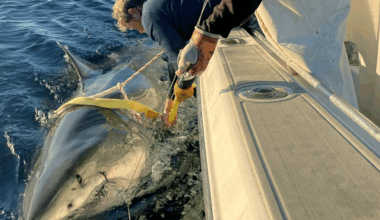 Largest male great white shark ever recorded pinged off US coast