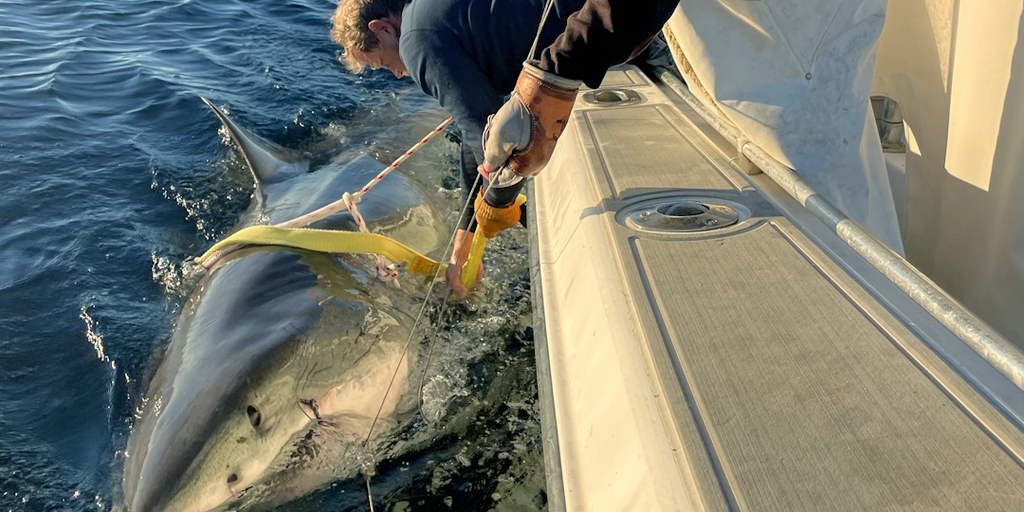 Largest male great white shark ever recorded pinged off US coast