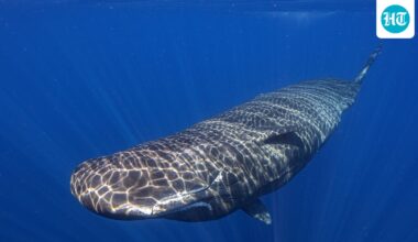 Sperm whales communicate with vowels