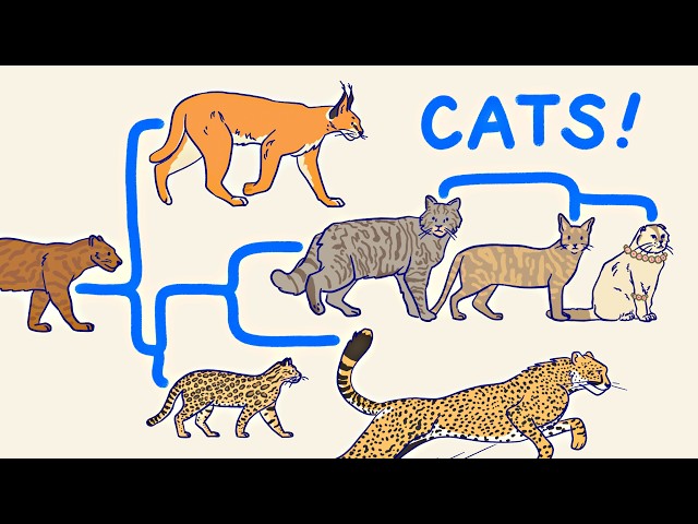 All the Cats, Explained