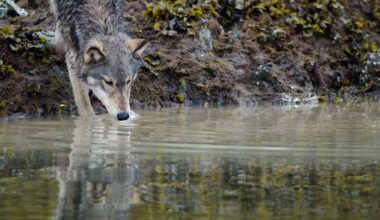 These B.C. wolves figured out how to pull up crab traps to get food