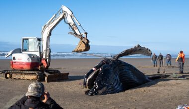 Euthanized humpback whale removed from Oregon Coast beach