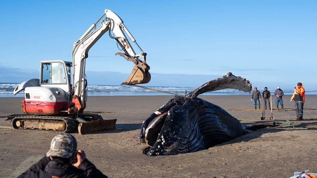 Euthanized humpback whale removed from Oregon Coast beach