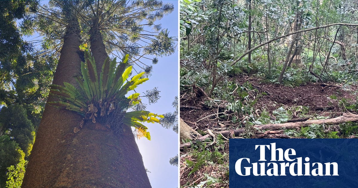 Rainforests, rivers and sacred sites ‘ripped to shreds’ by feral pigs, Queensland traditional owners warn | Queensland