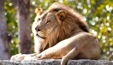 Two lions euthanized by New Zealand wildlife sanctuary, fate of five more uncertain