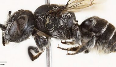 New 'Lucifer' bee discovered in Australia