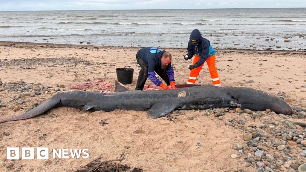 Basking shark found dead in Moray had plastic in its stomach