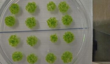 Researchers Find Moss Spores Can Survive in Space