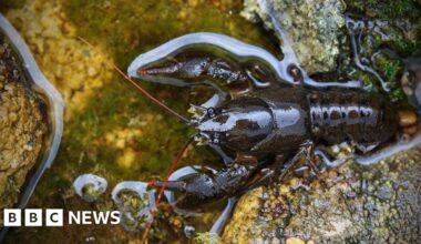 Pennine volunteers sought for white-clawed crayfish tests