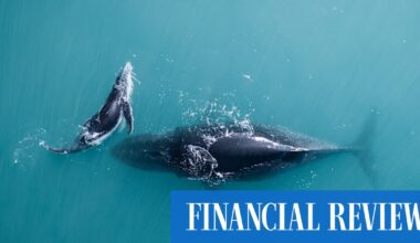 Marine wildlife sightings galore aboard Ponant’s Le Soléal on a Fremantle to Broome cruise