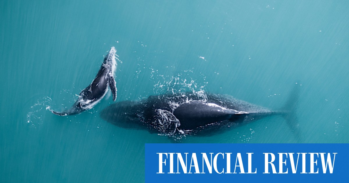 Marine wildlife sightings galore aboard Ponant’s Le Soléal on a Fremantle to Broome cruise