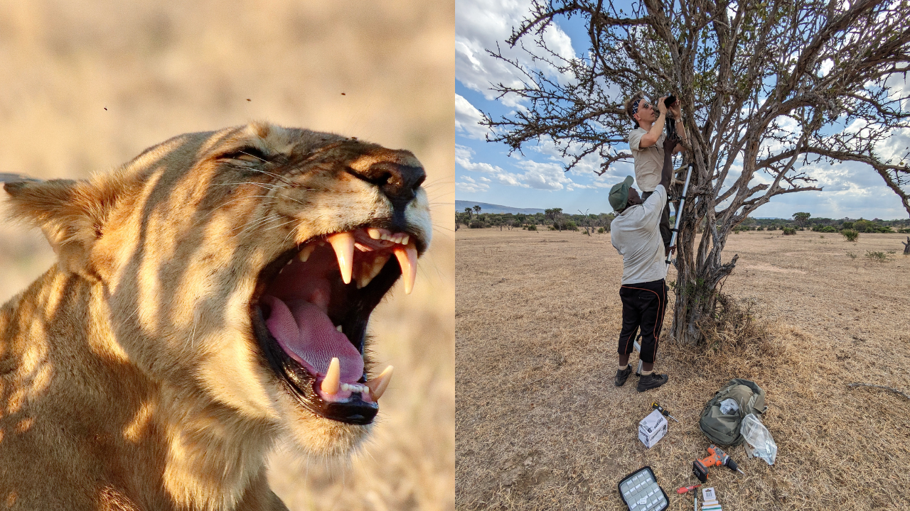 Collage with two photos; on the left we see a female lion roaring and on the right we see two men installing a microphone in a tree.