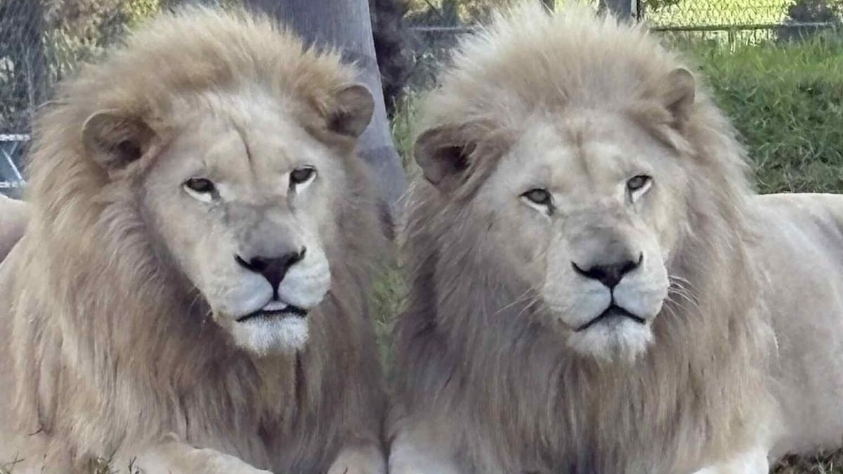 Cash-strapped wildlife park ready to kill its last five lions