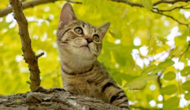 New Zealand puts feral cats on cull list after years of pussyfooting