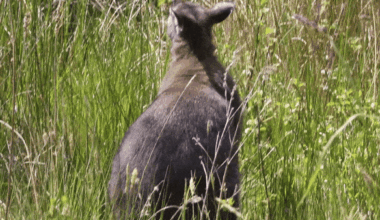 does the UK face a marsupial invasion?