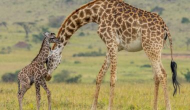 A baby giraffe takes its first steps — and other news in pictures