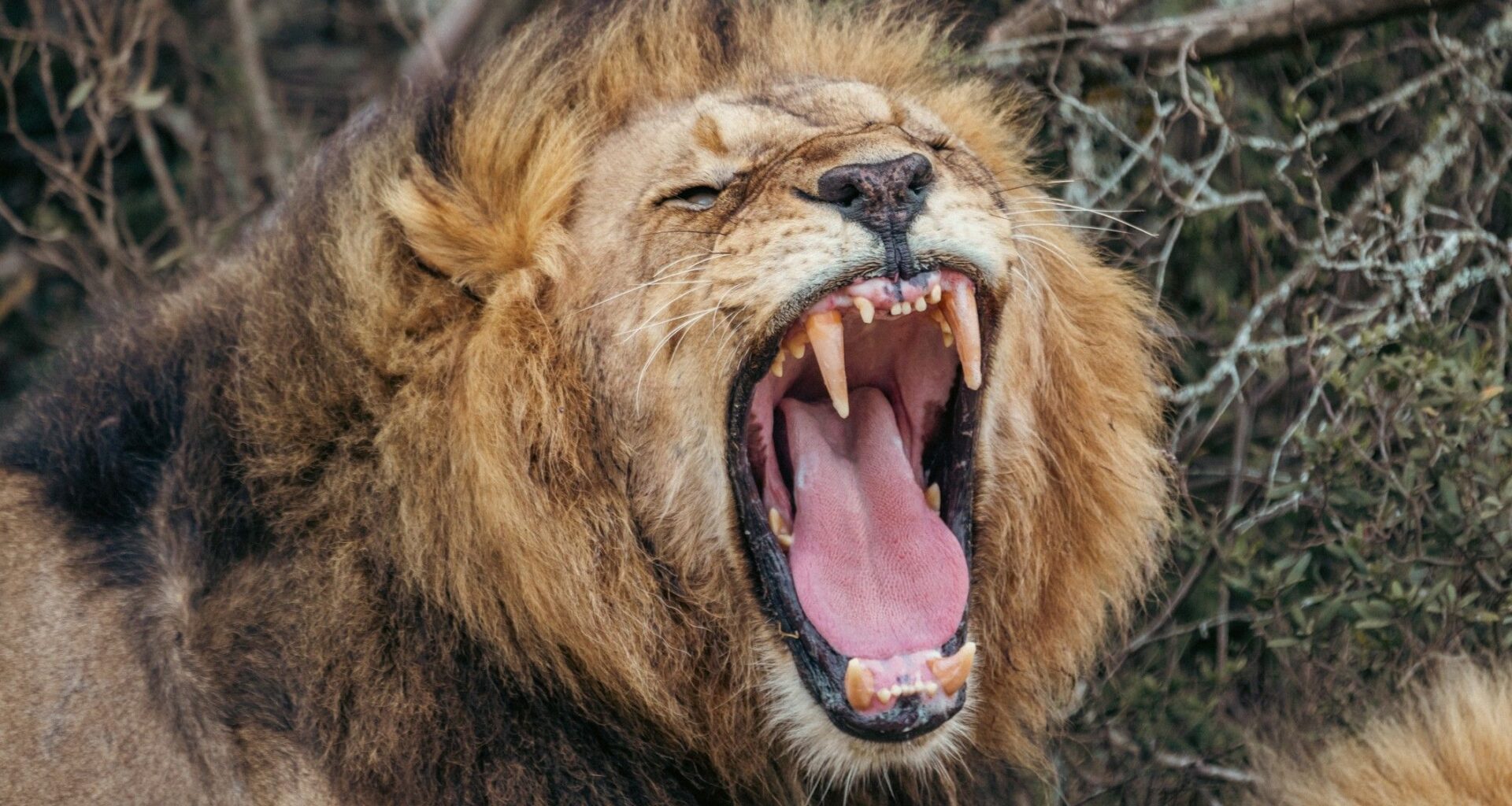 Scientists discover new type of lion roar