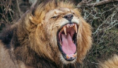 Scientists discover new type of lion roar