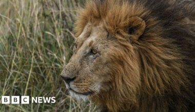 Troubled New Zealand wildlife park euthanises two lions