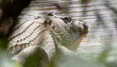 Traditional owner accuses minister of lying during croc removal saga