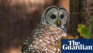 Senate declines to halt plan to kill off half-million barred owls by Fish and Wildlife Service | US Senate