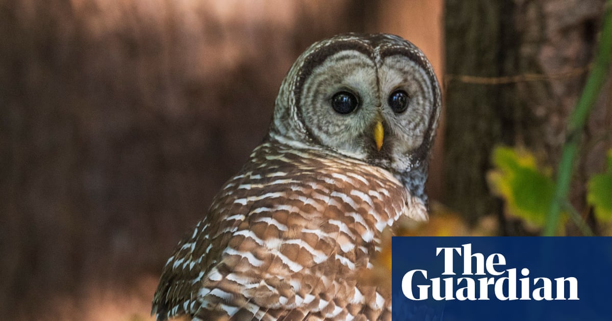 Senate declines to halt plan to kill off half-million barred owls by Fish and Wildlife Service | US Senate