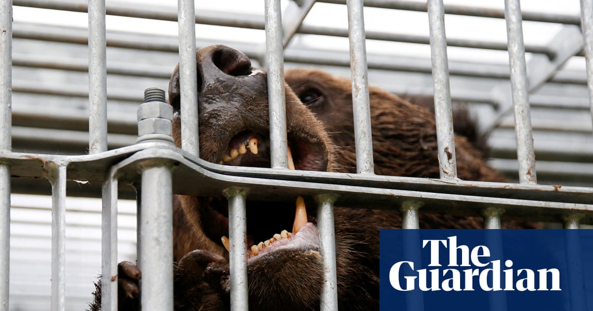 As Japan experiences a surge in bear attacks, survivors share grisly stories of blood, bites and broken bones | Japan