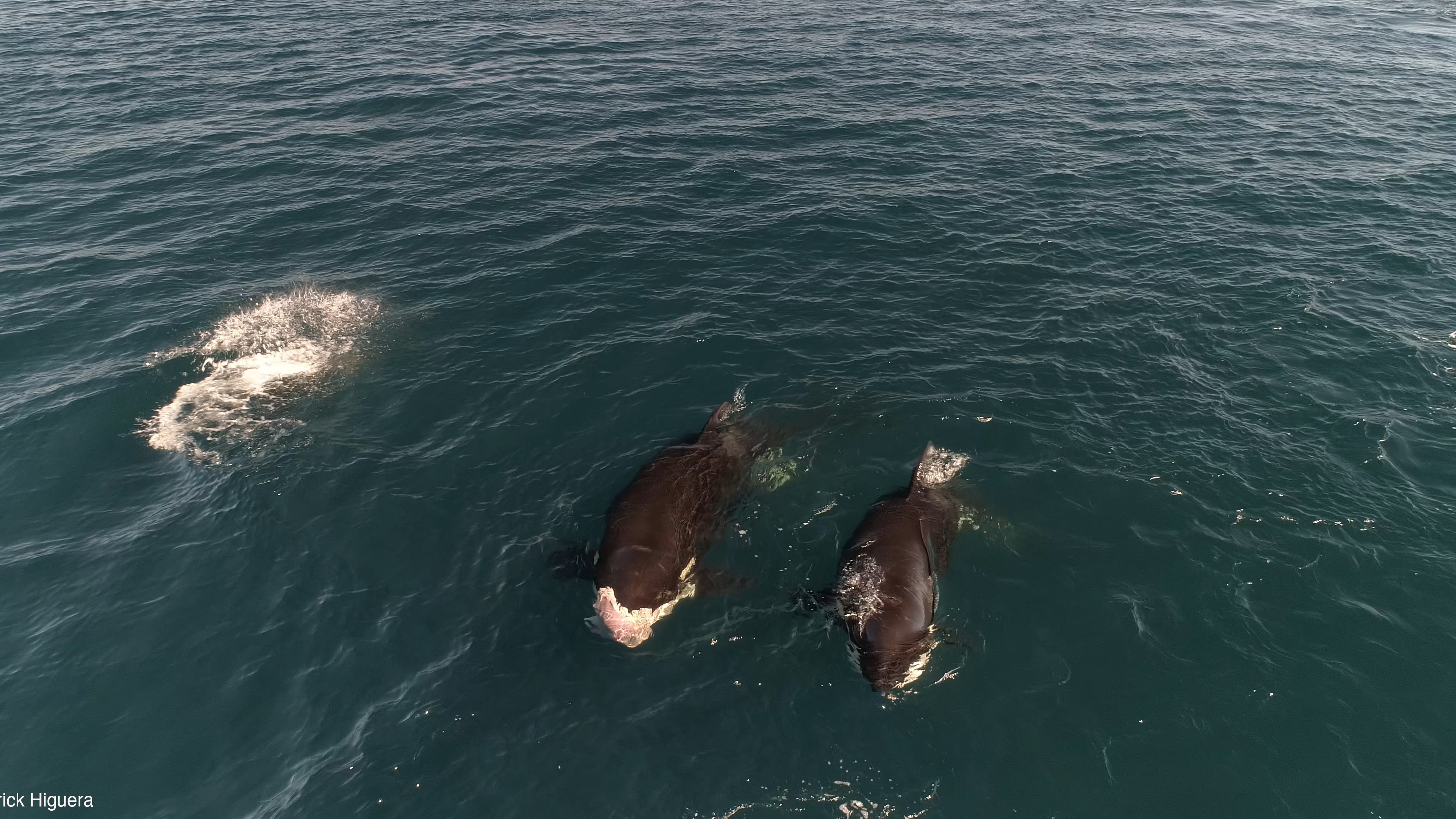 Three orcas swim side by side. One of them has a shark's liver in its mouth.