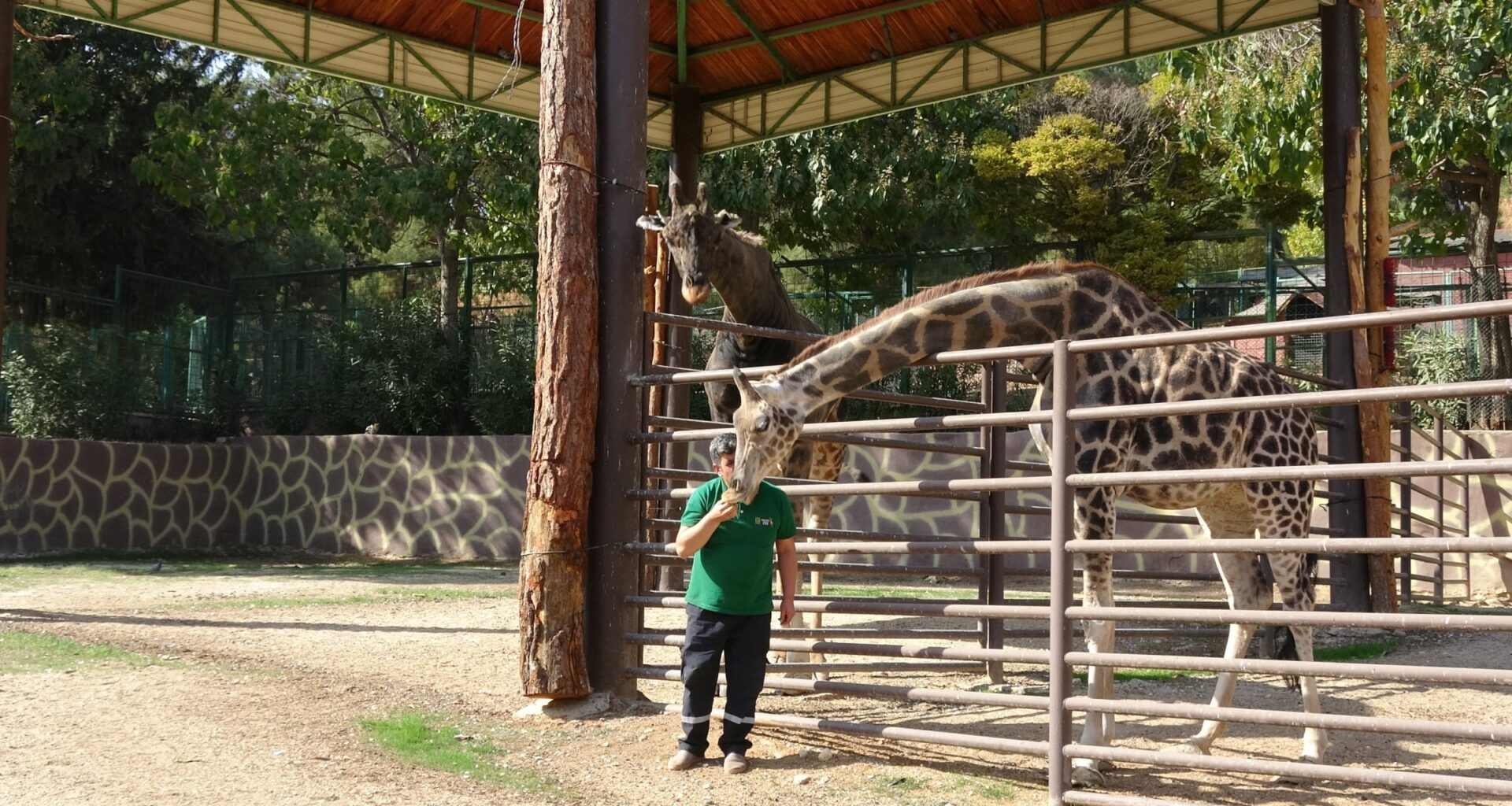 Zoo shows strong bond between giraffes, their caretaker in Türkiye