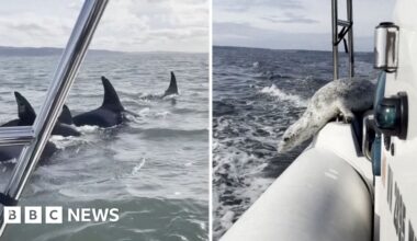 Stowaway seal seeks refuge from orcas on photographer's boat