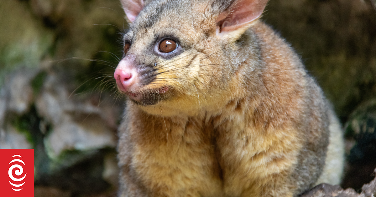 New Plymouth's possum hotspots revealed