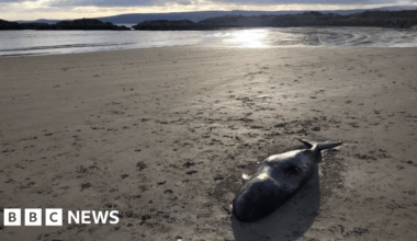 Arctic whale carcass washes up on County Donegal beach