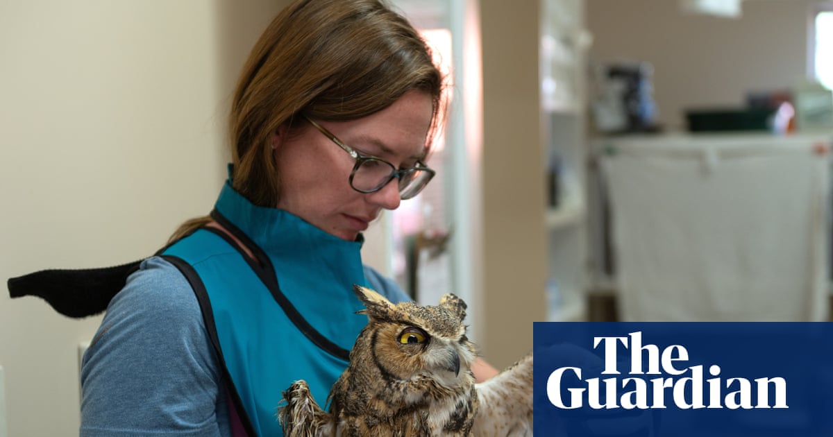 Owl described as ‘fighter’ set to fly free after falling into cement mixer in Utah | Utah