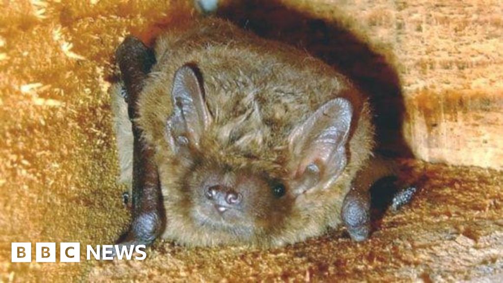 Bats move in to converted pumping station and WW2 pillbox