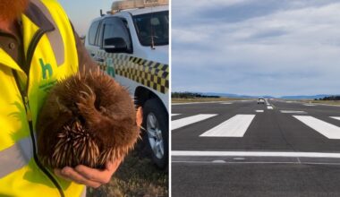 Baby echidna rescued after wandering too close to Hobart Airport runway