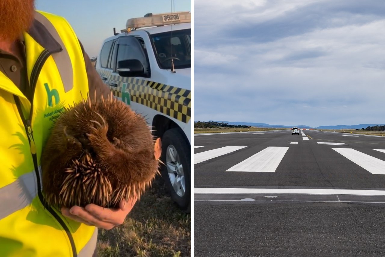 Baby echidna rescued after wandering too close to Hobart Airport runway