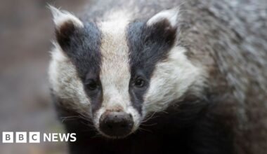 Badger rescued in Colwyn Bar after falling into manhole