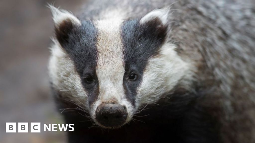 Badger rescued in Colwyn Bar after falling into manhole