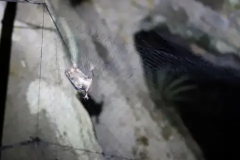 University of Glasgow A vampire bat is caught in a fine mesh net at the entrance to a cave.