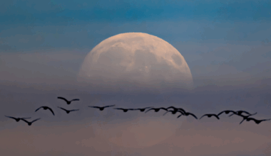 Tonight's supermoon: The biggest full moon of 2025 lights up the sky - news.cgtn.com