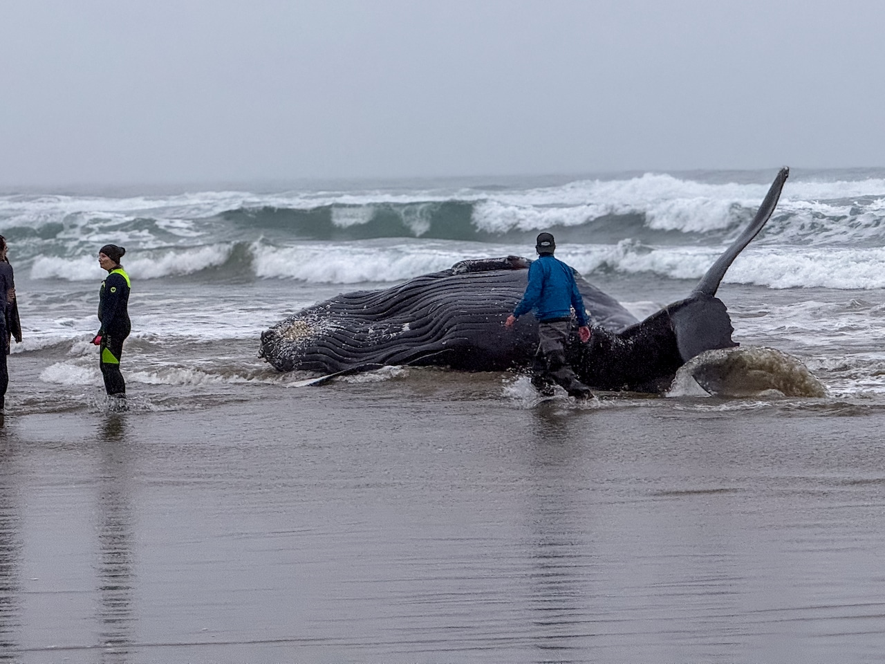 Humpback stranded alive